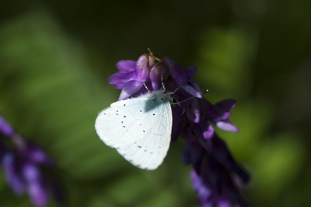 Lycaenide da id - Celastrina argiolus e Polyommatus sp.